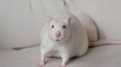 Bijeli štakor albino: sve o nevjerojatnom kući glodavcu